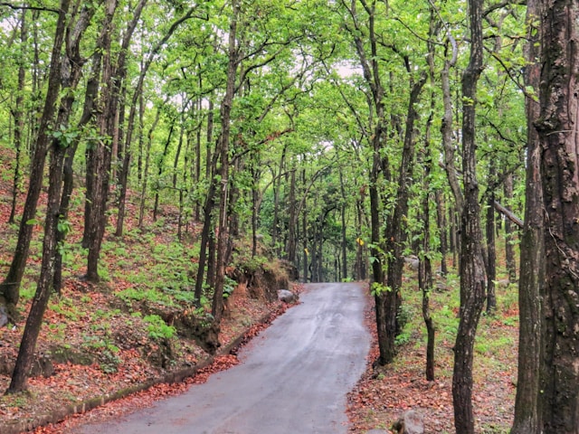 Road passing through forest research institute at Dehradun