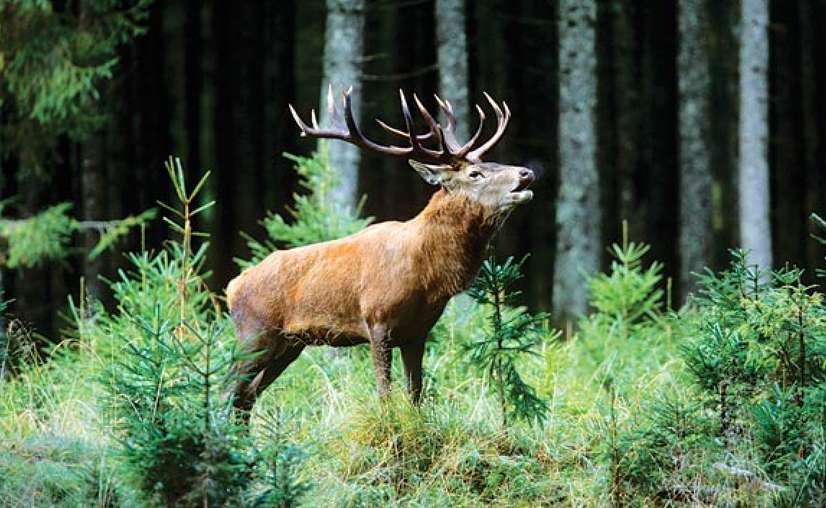 Hangul Deer in Dachigam National Park Kashmir