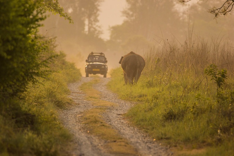 group of traveller in a car to see elephant during jungle safari at jim corbett