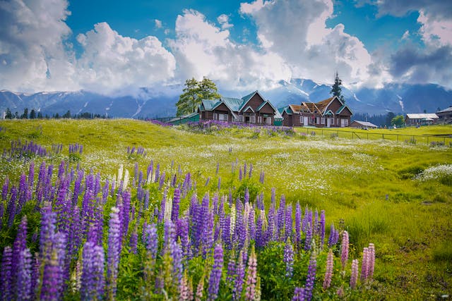 Fields with Flowers In Kashmir