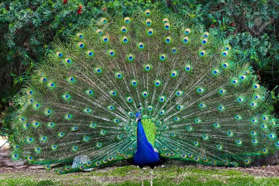 Colorful peacock spreading its feathers on the grass.