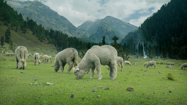 Sheep grazing in Pahalgam Valley