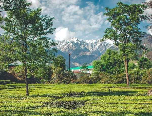 Tea Garden with Snow clapped mountains in the background