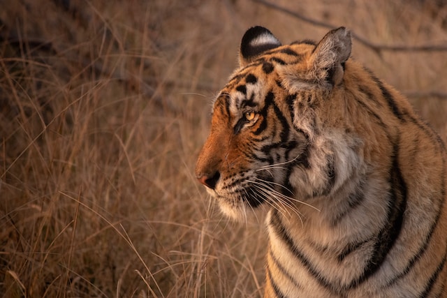 Image of a lion at Ranthambore National Park