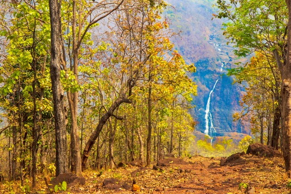 Scenic forest trail with distant waterfall.