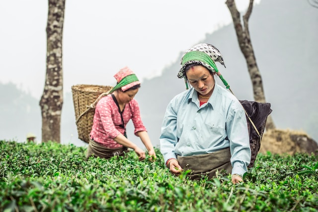 Two women picking fresh tea leaves in a scenic tea plantation.