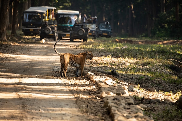 Tiger walking on dirt road with jeeps in background.