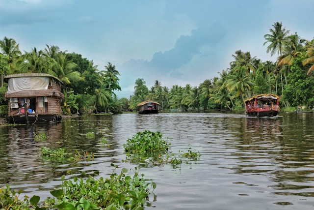 Traditional houseboats floating on Kerala's backwaters.