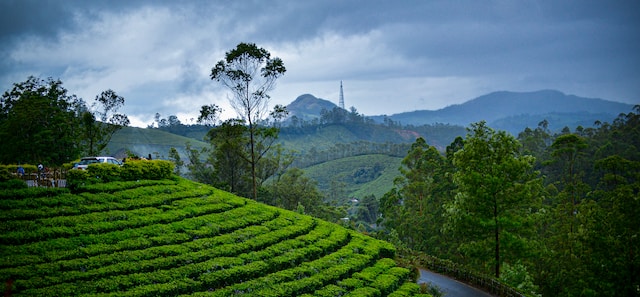 A scenic tea plantation in Kerala, India, showcasing lush greenery and neatly arranged tea bushes.