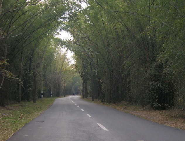 A scenic road flanked by lush trees, offering a peaceful and serene drive through nature.