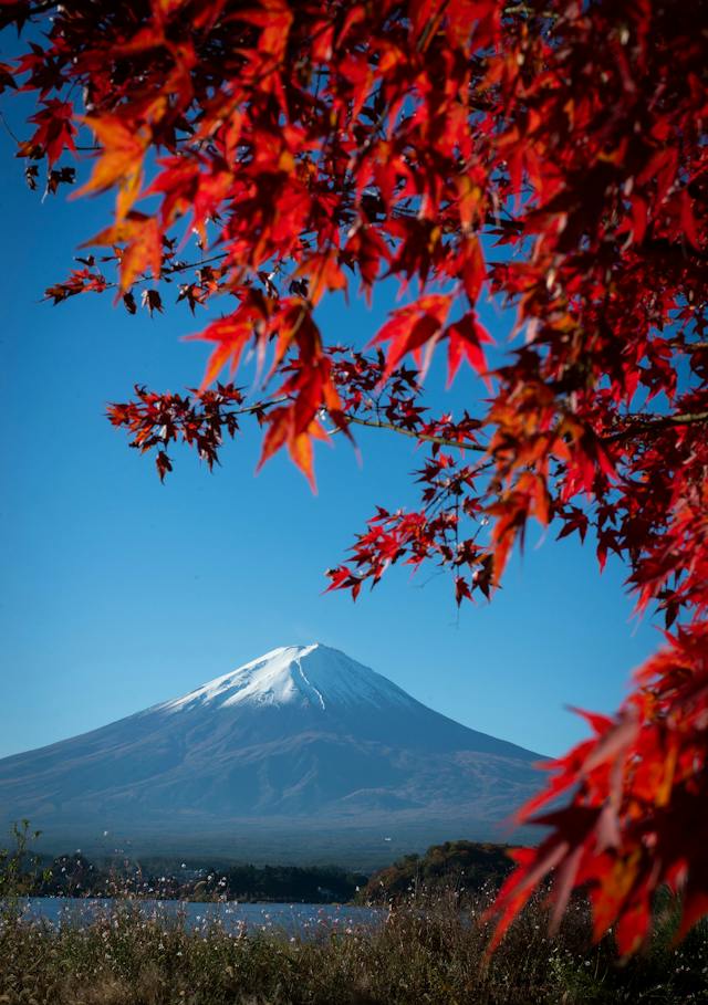 Majestic Mount Fuji surrounded by vibrant autumn foliage.