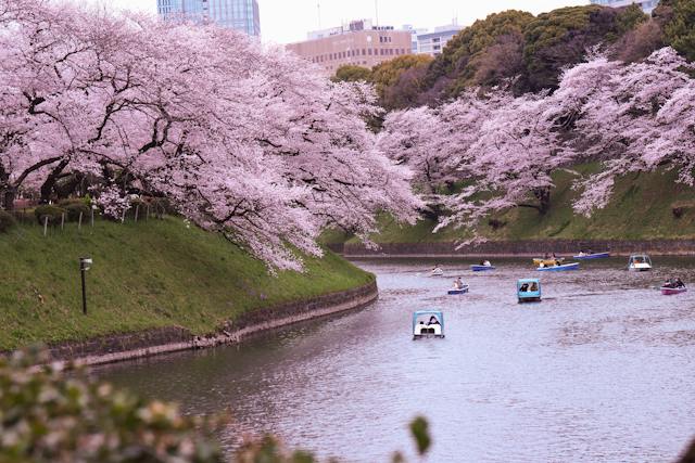 Tranquil river scene with boats and cherry blossoms.