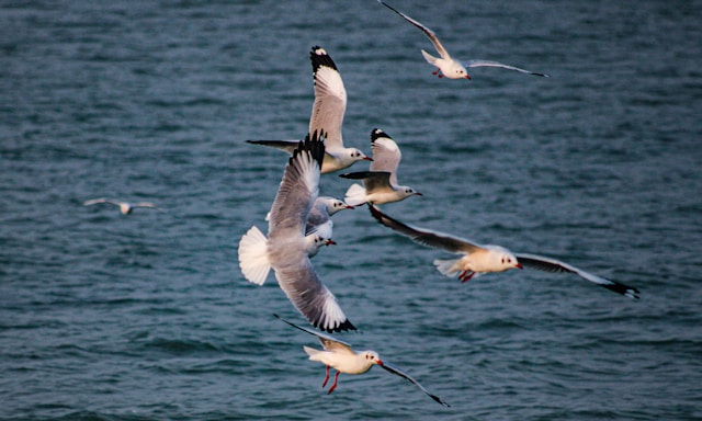 Migratory birds in flight over the lake water, creating a beautiful scene