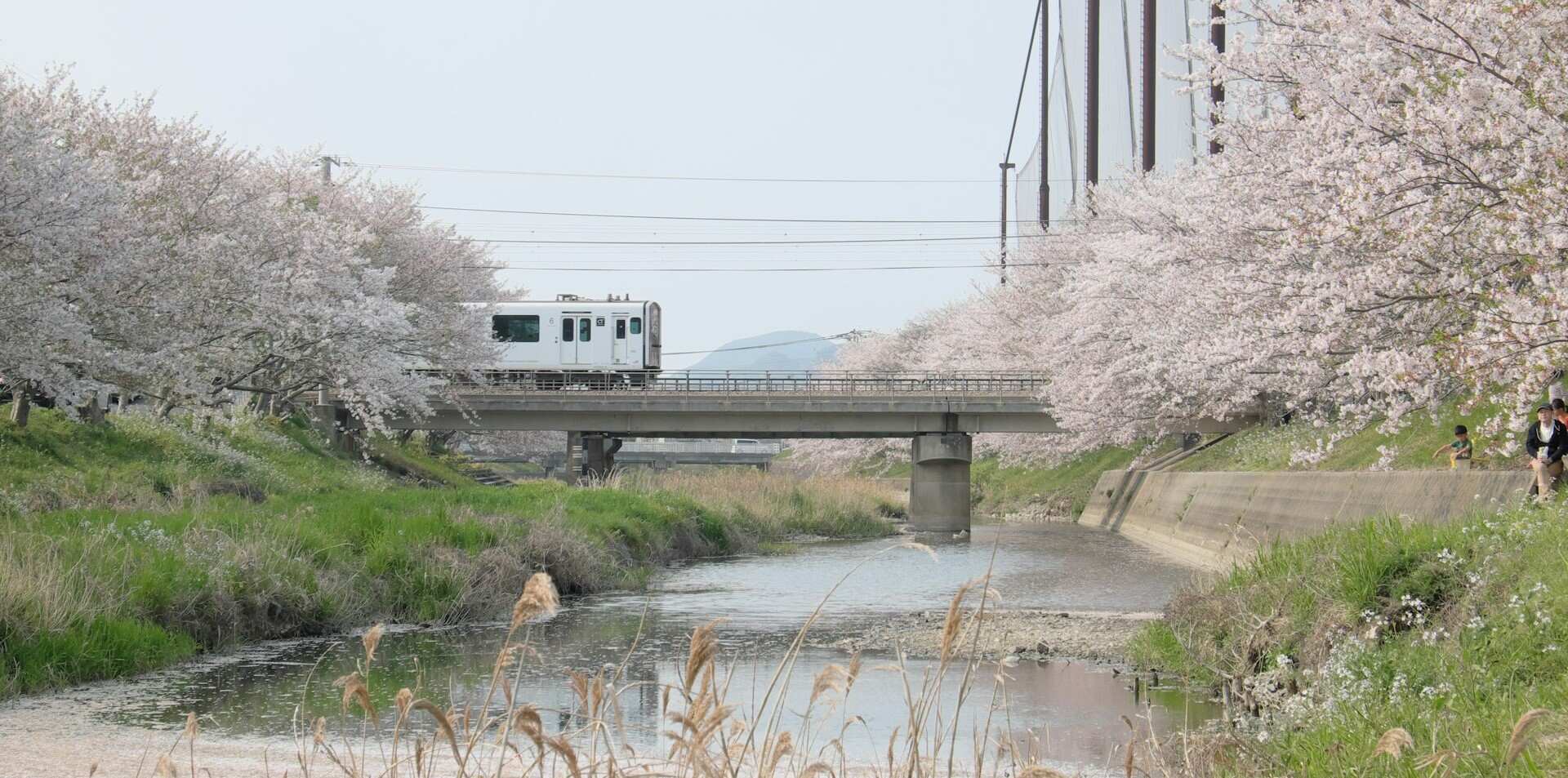 A train crossing a bridge adorned with cherry trees, creating a picturesque scene of nature and transportation.