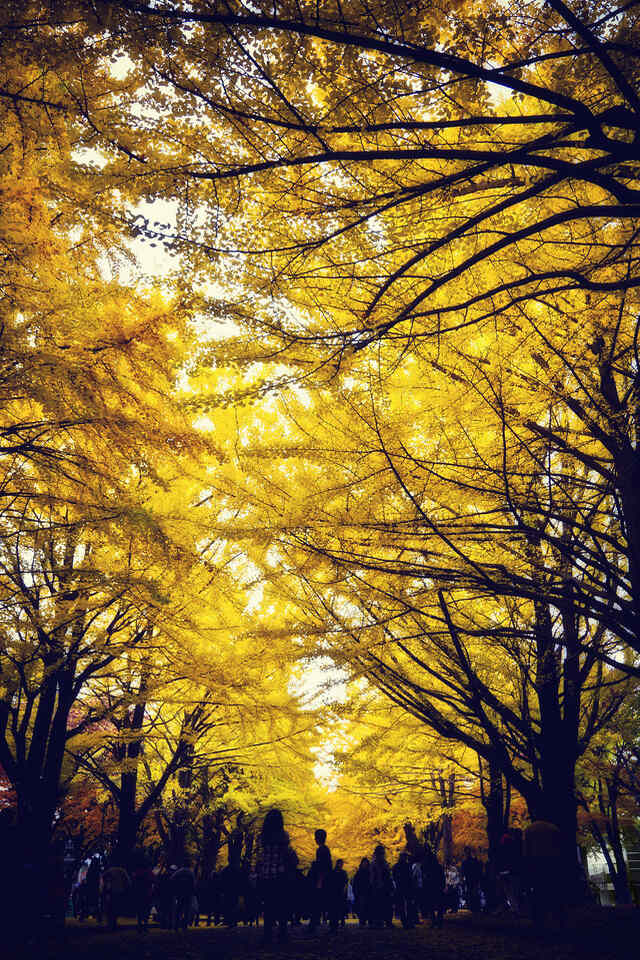 A group of people walking through a park with yellow leaves during autumn, enjoying the vibrant colors of nature.