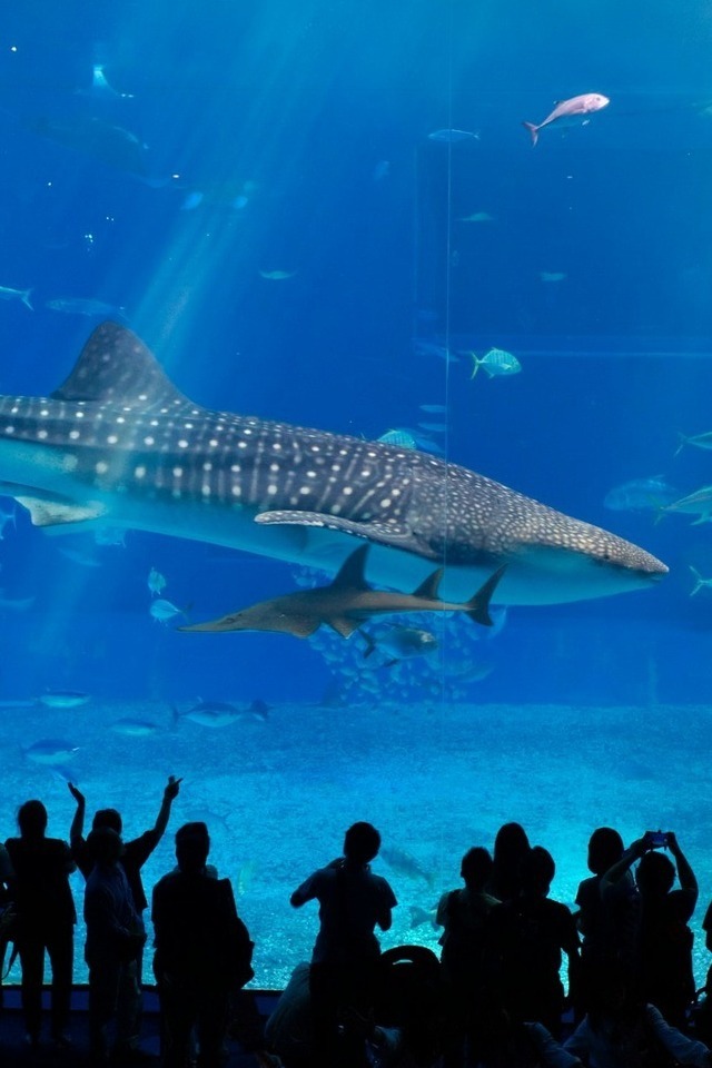 A crowd observing a whale shark swimming gracefully in an aquarium tank.