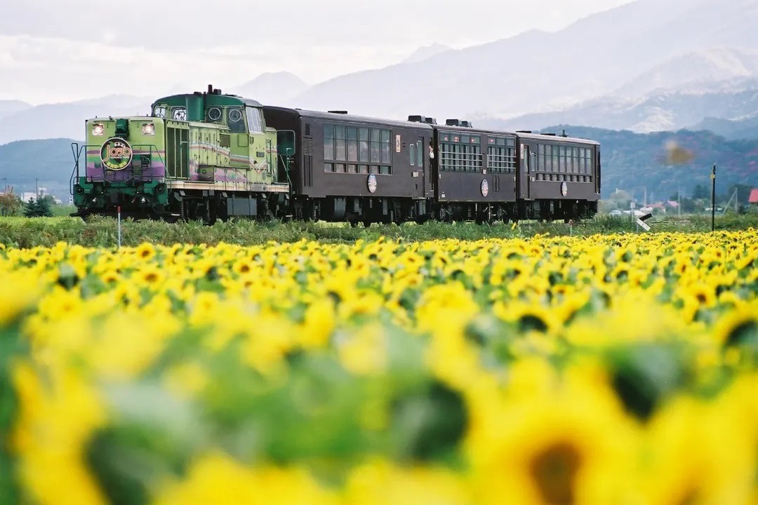 A green train passing through a vibrant field of sunflowers, creating a picturesque scene of nature and transportation.