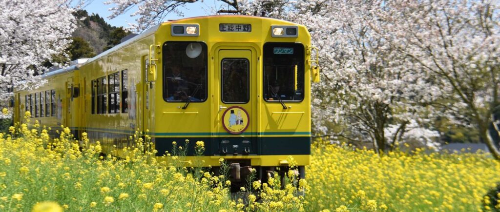 A yellow train passing through a field of yellow flowers on a sunny day.