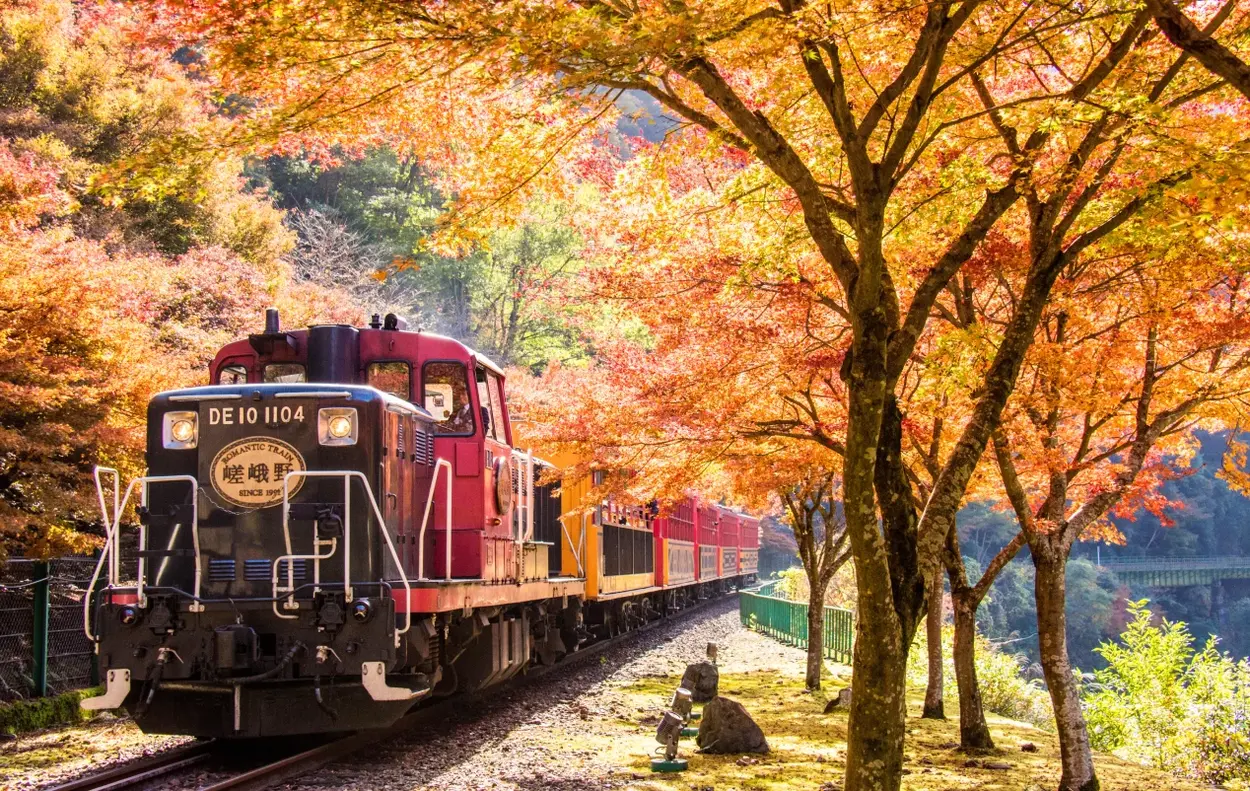 Train passing through colourful trees