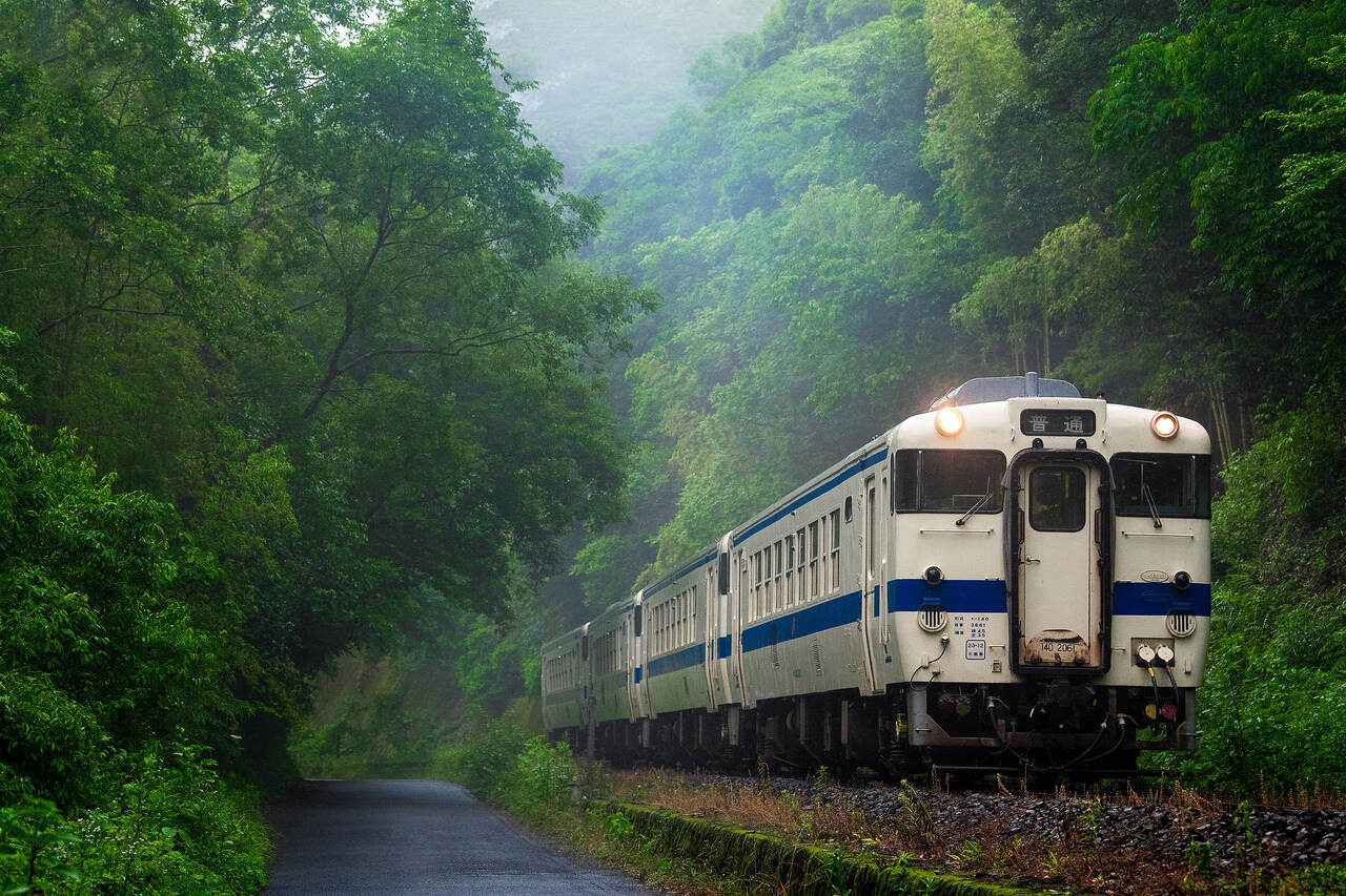 A train passing through a dense green forest, surrounded by tall trees and vibrant foliage.