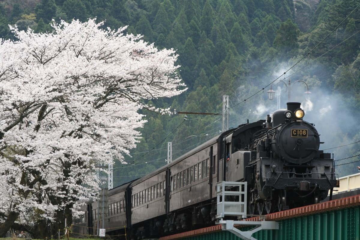 A steam train chugging through a cherry blossom tree in full bloom.