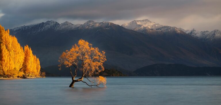 A solitary tree in a lake with mountains in the backdrop.